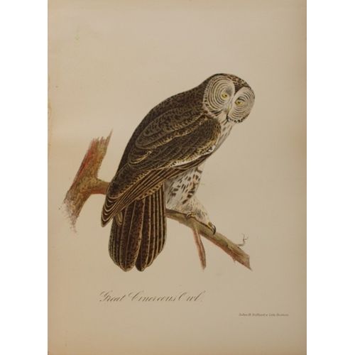 8162 - Edward Samuels - 4 prints of American birds 1868.

These prints are from Ornithology and Oology of N... 