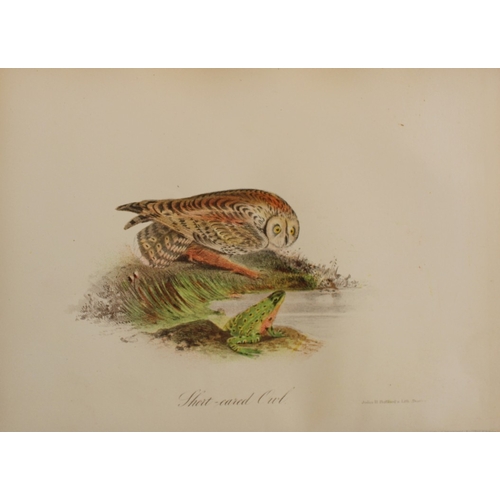 8162 - Edward Samuels - 4 prints of American birds 1868.

These prints are from Ornithology and Oology of N... 