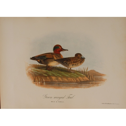 8163 - Edward Samuels - 4 prints of American birds 1868.

These prints are from Ornithology and Oology of N... 