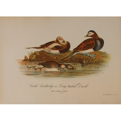 8163 - Edward Samuels - 4 prints of American birds 1868.

These prints are from Ornithology and Oology of N... 