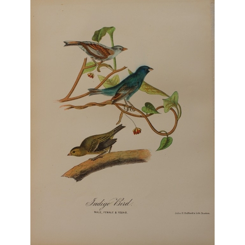 8164 - Edward Samuels - 4 prints of American birds 1868.

These prints are from Ornithology and Oology of N... 