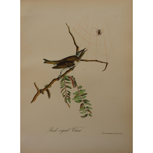 8164 - Edward Samuels - 4 prints of American birds 1868.

These prints are from Ornithology and Oology of N... 