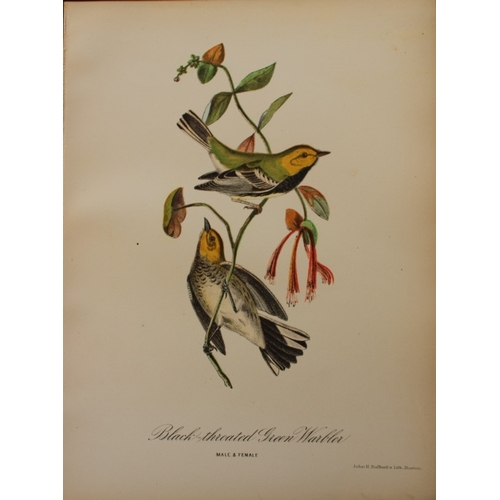 8165 - Edward Samuels - 4 prints of American birds 1868.

These prints are from Ornithology and Oology of N... 