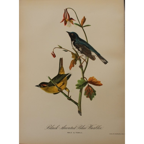 8165 - Edward Samuels - 4 prints of American birds 1868.

These prints are from Ornithology and Oology of N... 