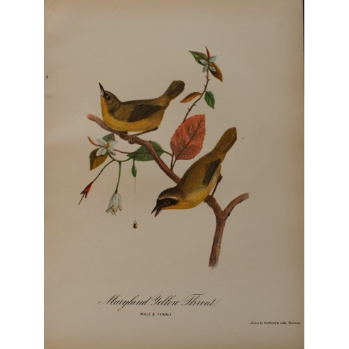 8165 - Edward Samuels - 4 prints of American birds 1868.

These prints are from Ornithology and Oology of N... 