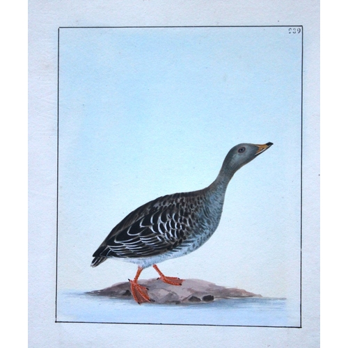 8167 - William Lewin - Rare watercolour of a Wild Goose 1789.

This rare plate of a Wild Goose (Anas Anser)... 