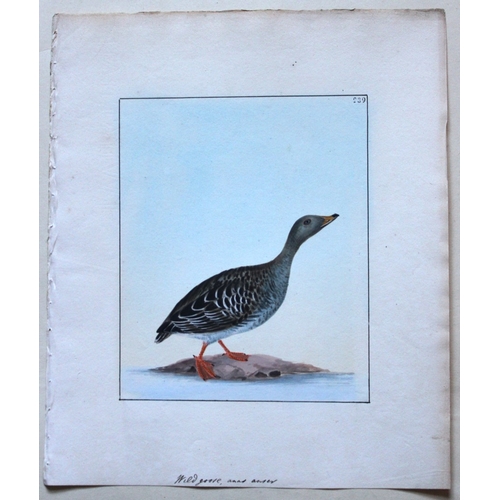 8167 - William Lewin - Rare watercolour of a Wild Goose 1789.

This rare plate of a Wild Goose (Anas Anser)... 