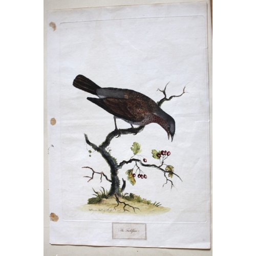 8168 - William Hayes - Fieldfare 1775.

This etching of the Fieldfare is from A Natural History of British ... 