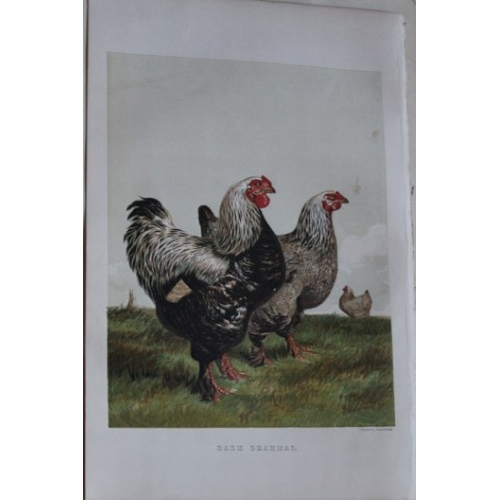 8169 - Harrison Weir - 4 poulty prints 1867.

These chromolithograph prints are after drawings by Harrison ... 