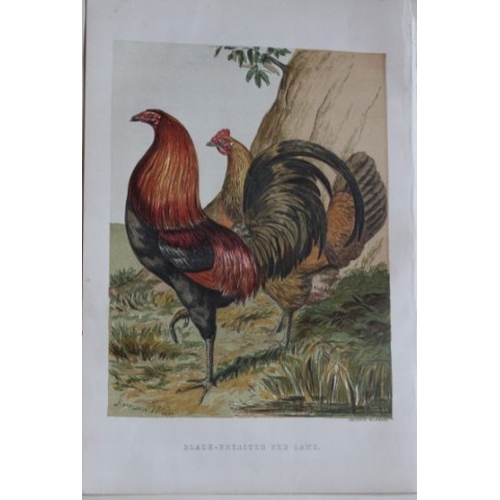 8169 - Harrison Weir - 4 poulty prints 1867.

These chromolithograph prints are after drawings by Harrison ... 