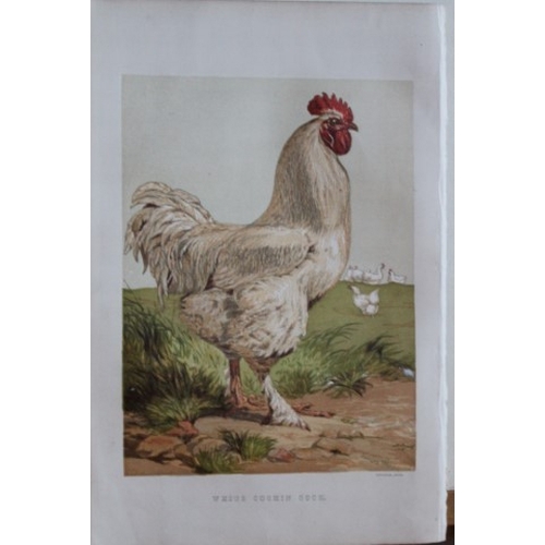 8169 - Harrison Weir - 4 poulty prints 1867.

These chromolithograph prints are after drawings by Harrison ... 