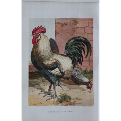 8169 - Harrison Weir - 4 poulty prints 1867.

These chromolithograph prints are after drawings by Harrison ... 