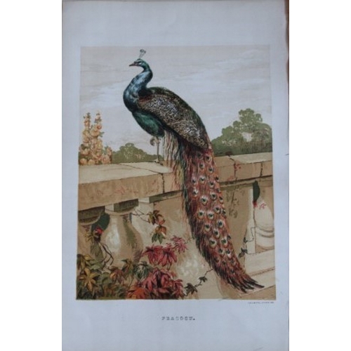 8170 - Harrison Weir - 4 poulty prints 1867.

These chromolithograph prints are after drawings by Harrison ... 