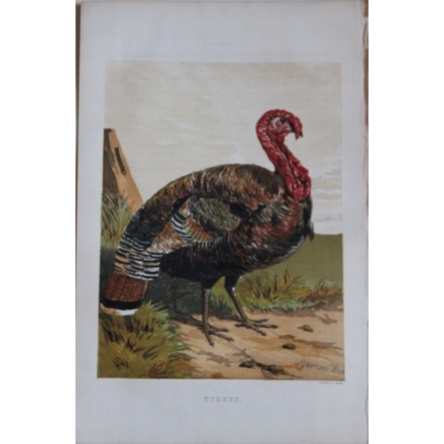 8170 - Harrison Weir - 4 poulty prints 1867.

These chromolithograph prints are after drawings by Harrison ... 