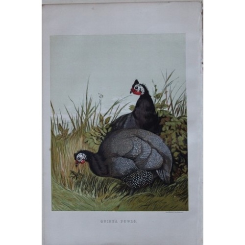 8170 - Harrison Weir - 4 poulty prints 1867.

These chromolithograph prints are after drawings by Harrison ... 