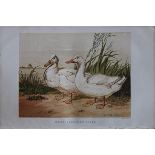 8170 - Harrison Weir - 4 poulty prints 1867.

These chromolithograph prints are after drawings by Harrison ... 