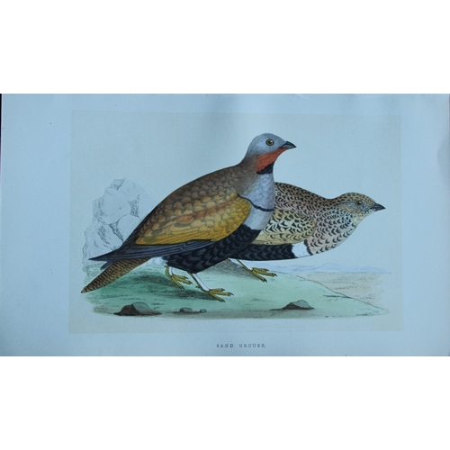 8172 - Charles Bree - 5 prints of Game birds from Birds of Europe 1866.

These hand-coloured wood engraving... 