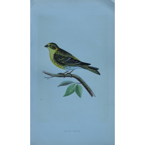 8173 - Charles Bree - 6 prints of Finches from Birds of Europe 1866.

These hand-coloured wood engravings a... 