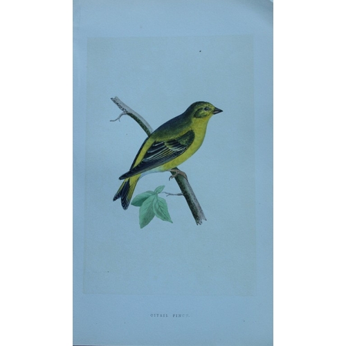 8173 - Charles Bree - 6 prints of Finches from Birds of Europe 1866.

These hand-coloured wood engravings a... 