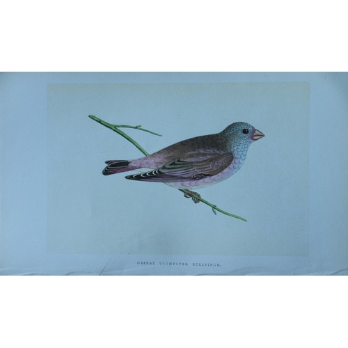 8173 - Charles Bree - 6 prints of Finches from Birds of Europe 1866.

These hand-coloured wood engravings a... 