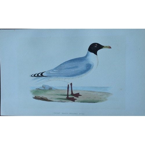 8174 - Charles Bree - 5 prints of Gulls from Birds of Europe 1866.

These hand-coloured wood engravings are... 