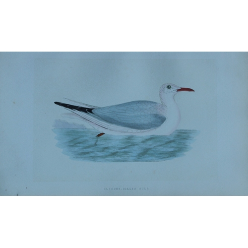 8174 - Charles Bree - 5 prints of Gulls from Birds of Europe 1866.

These hand-coloured wood engravings are... 