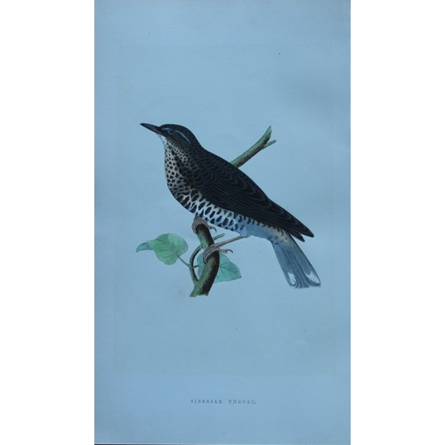 8175 - Charles Bree - 4 prints of Thrushes from Birds of Europe 1866.

These hand-coloured wood engravings ... 