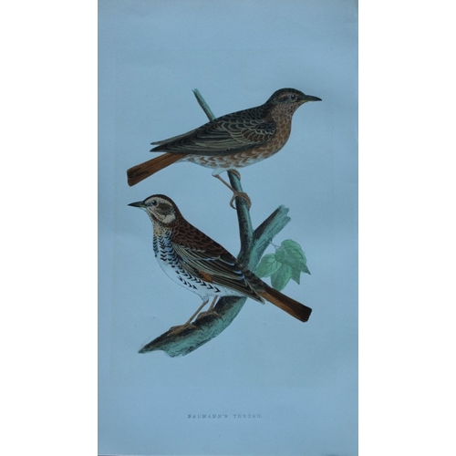 8175 - Charles Bree - 4 prints of Thrushes from Birds of Europe 1866.

These hand-coloured wood engravings ... 