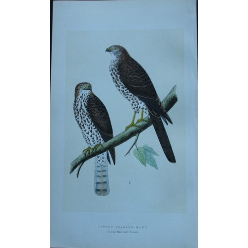 8176 - Charles Bree - 4 prints of Hawks from Birds of Europe 1866.

These hand-coloured wood engravings are... 