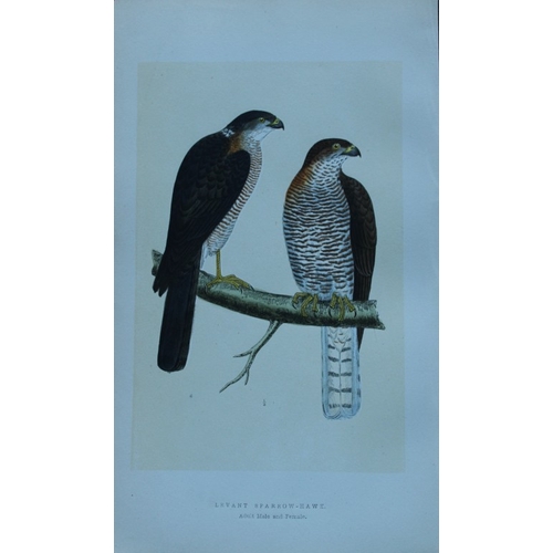 8176 - Charles Bree - 4 prints of Hawks from Birds of Europe 1866.

These hand-coloured wood engravings are... 