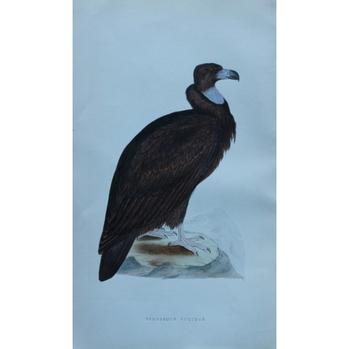 8178 - Charles Bree - 3 prints of Vultures from Birds of Europe 1866.

These hand-coloured wood engravings ... 