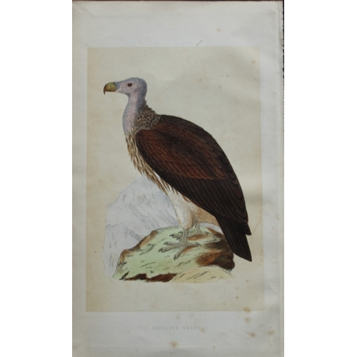 8178 - Charles Bree - 3 prints of Vultures from Birds of Europe 1866.

These hand-coloured wood engravings ... 