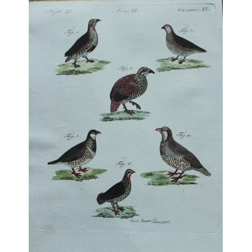 8179 - FJ Bertuch & Jakob X Schmuzer - 3 engravings of game birds 1792.

These original hand-coloured engra... 