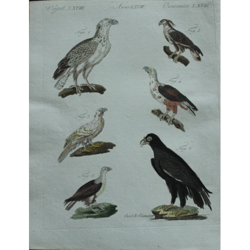 8180 - FJ Bertuch & Jakob X Schmuzer - 3 engravings of Birds of Prey  1792.

These original hand-coloured e... 