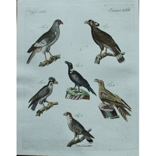 8180 - FJ Bertuch & Jakob X Schmuzer - 3 engravings of Birds of Prey  1792.

These original hand-coloured e... 