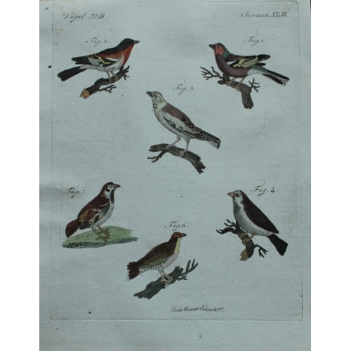 8181 - FJ Bertuch & Jakob X Schmuzer - 3 engravings of song birds 1792.

These original hand-coloured engra... 