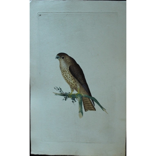 8182 - Edward Donovan - 4 engravings of birds of prey  1794.

These hand coloured engravings are from Edwar... 