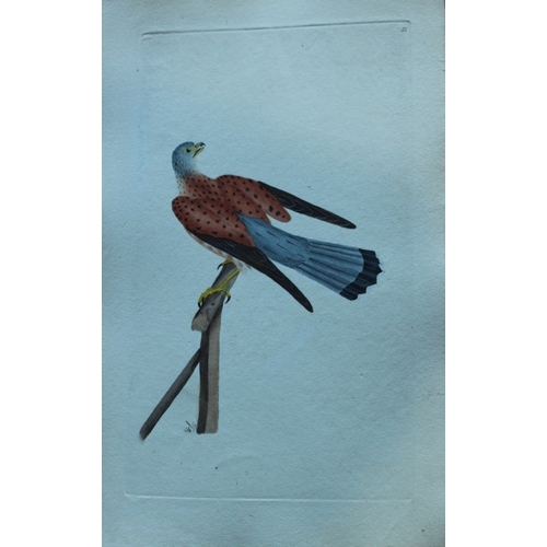 8182 - Edward Donovan - 4 engravings of birds of prey  1794.

These hand coloured engravings are from Edwar... 