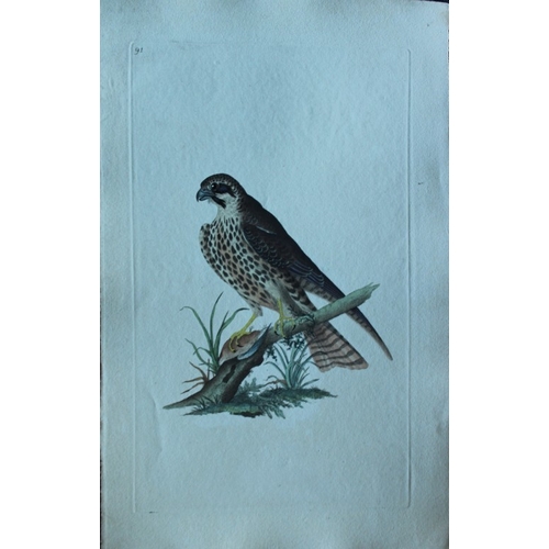 8182 - Edward Donovan - 4 engravings of birds of prey  1794.

These hand coloured engravings are from Edwar... 