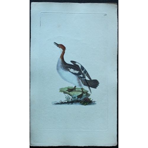 8184 - Edward Donovan - 4 engravings of ducks 1794.

These hand coloured engravings are from Edward Donovan... 