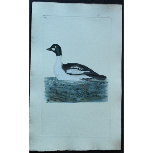 8185 - Edward Donovan - 4 engravings of ducks 1794.

These hand coloured engravings are from Edward Donovan... 