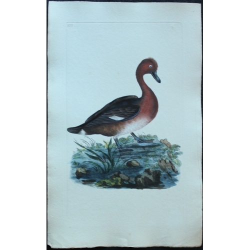 8185 - Edward Donovan - 4 engravings of ducks 1794.

These hand coloured engravings are from Edward Donovan... 