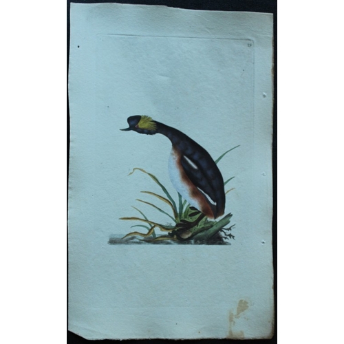 8185 - Edward Donovan - 4 engravings of ducks 1794.

These hand coloured engravings are from Edward Donovan... 