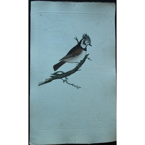 8186 - Edward Donovan - 4 engravings of titmice 1794.

These hand coloured engravings are from Edward Donov... 