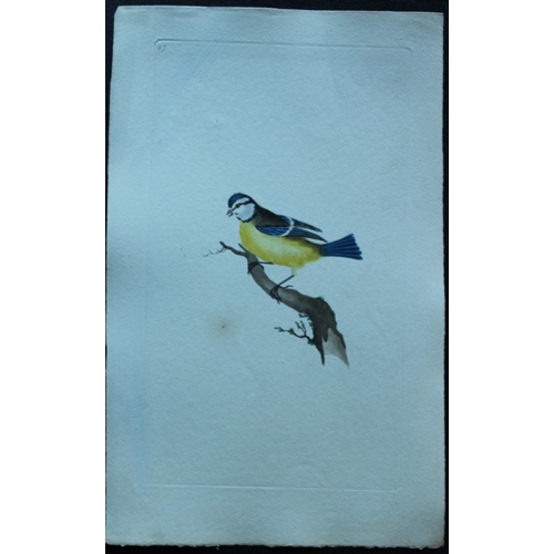 8186 - Edward Donovan - 4 engravings of titmice 1794.

These hand coloured engravings are from Edward Donov... 