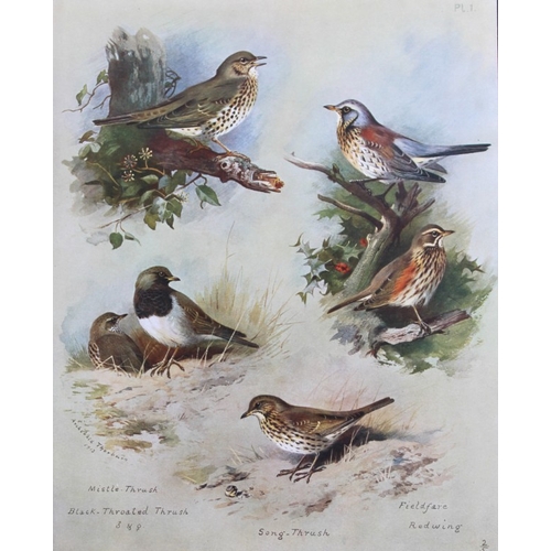 8187 - Archibald Thorburn - 3 prints of Thrushes, Wheatears etc 1915.

These 3 chromolithographs are from B... 