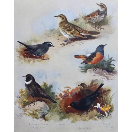 8187 - Archibald Thorburn - 3 prints of Thrushes, Wheatears etc 1915.

These 3 chromolithographs are from B... 