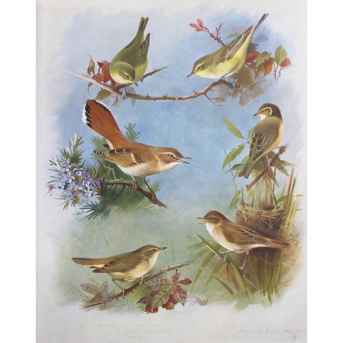 8188 - Archibald Thorburn - 3 prints of Warblers 1915.

These 3 chromolithographs are from British Birds by... 