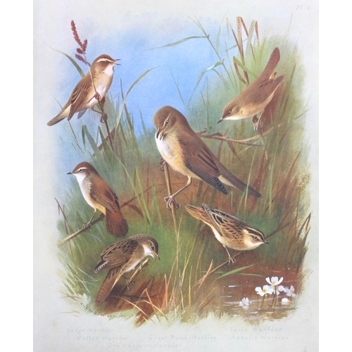 8188 - Archibald Thorburn - 3 prints of Warblers 1915.

These 3 chromolithographs are from British Birds by... 