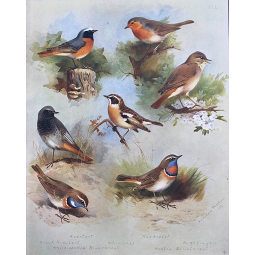 8189 - Archibald Thorburn - 3 prints of Titmice, Redstarts etc 1915.

These 3 chromolithographs are from Br... 